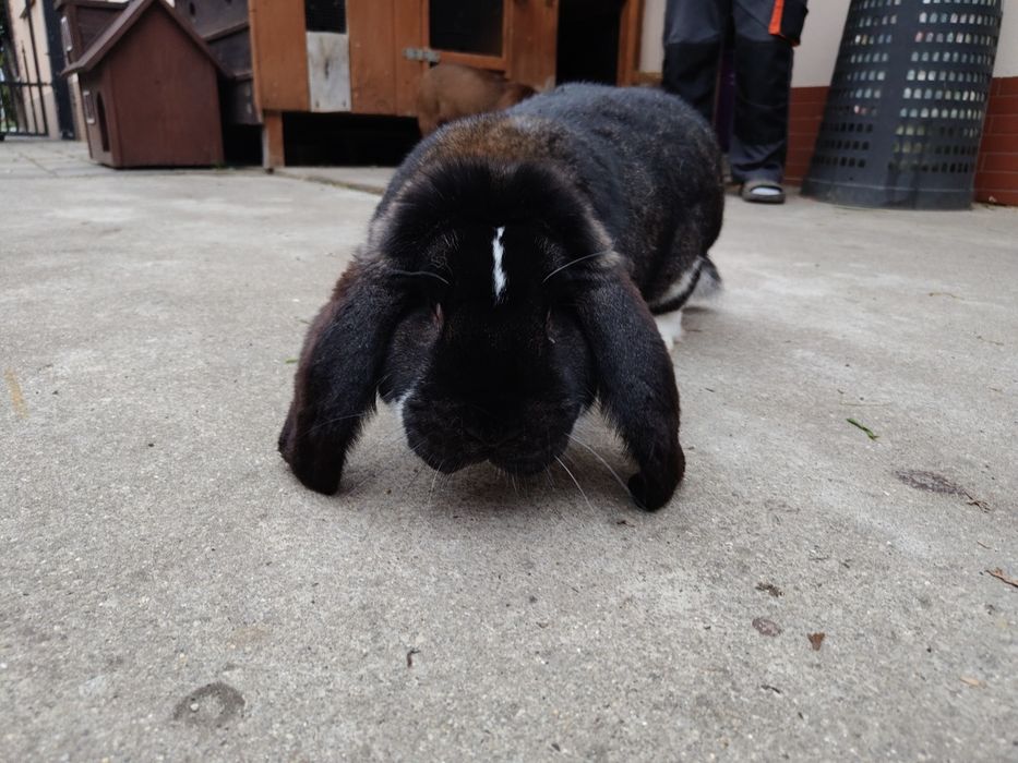 Królik rasy Baran Francuski