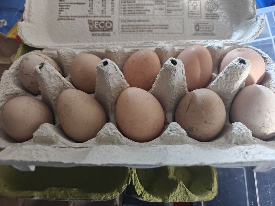 Jajka lęgowe perlik