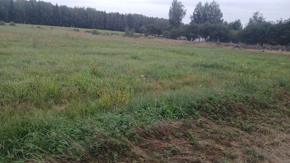 Sprzedam działkę siedliskową o powierzchni 3000 m² z WZ. - Widok 2