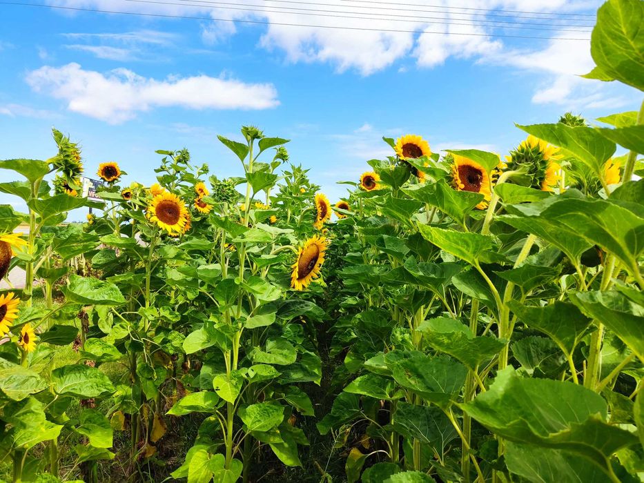 Sprzedam nasiona słonecznika ozdobnego