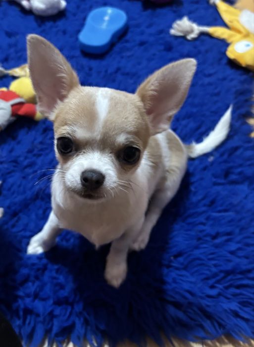 Chihuahua krótkowłosa suczka FCI