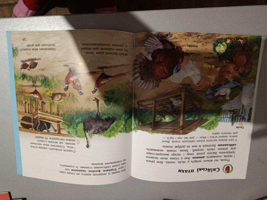 Книга Птахи Енциклопедія дошкільника