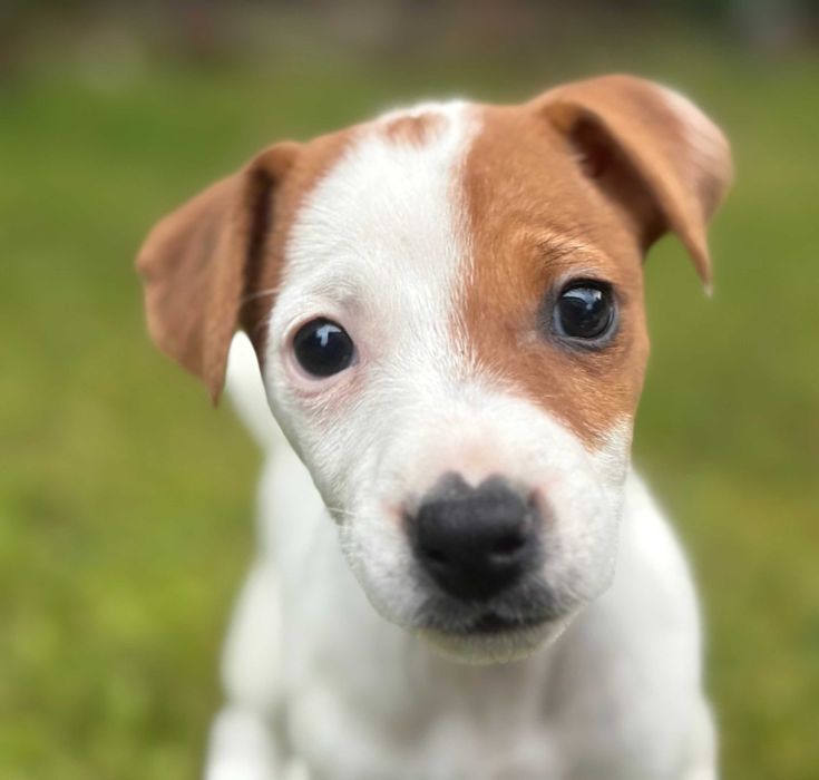 Jack Russell Terrier od # SMARTIE JACKS# short legged FEMALE Jack