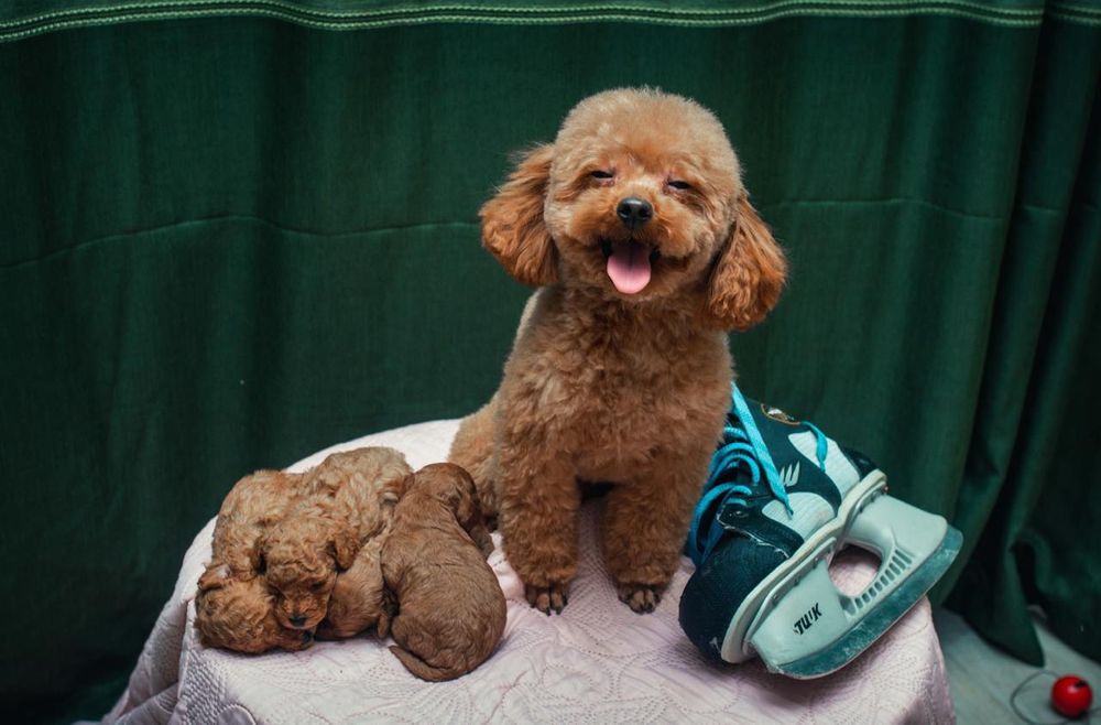 Щенки Той пудель  китай .тикап