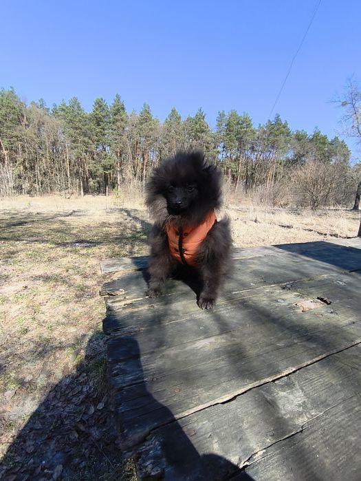 Хлопчик померанський шпіц 5 місяців.