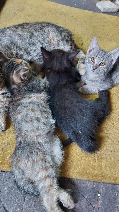 котята безкоштовно
