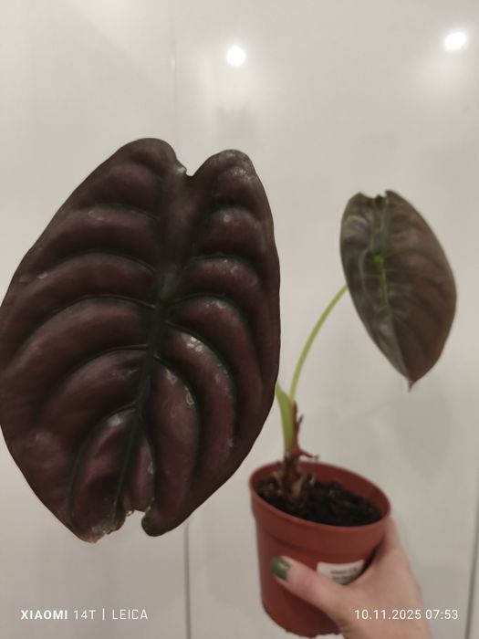 Алоказия Ред Сикрет