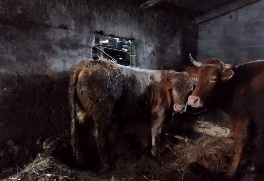 Touro raça minhota pura