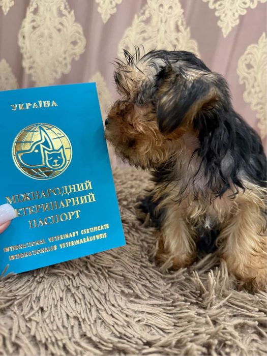 Йоршинський терєр