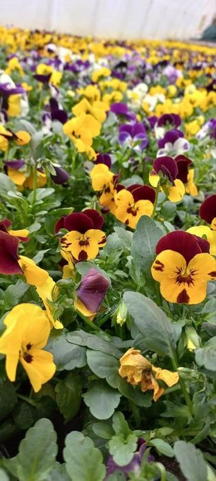 Продам большой выбор цветов