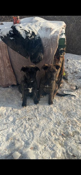 Щенята по 3.5 мес мальчики