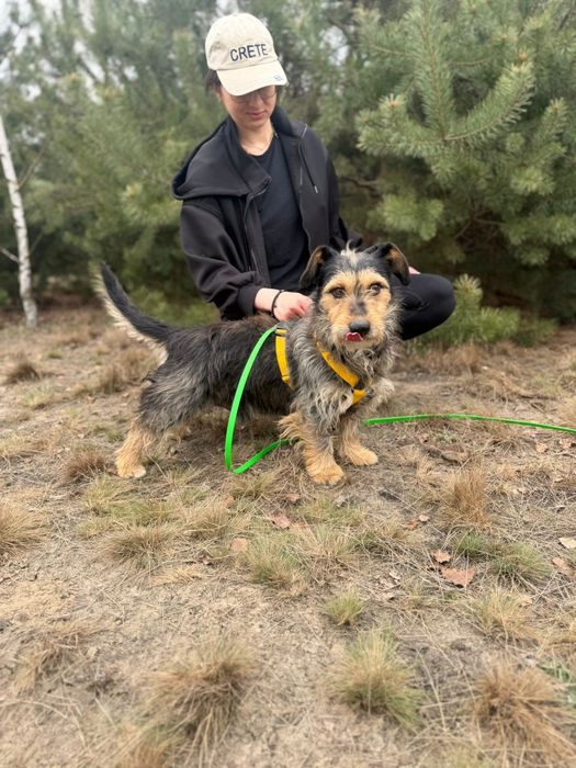 Piksel malutki terierek do adopcji