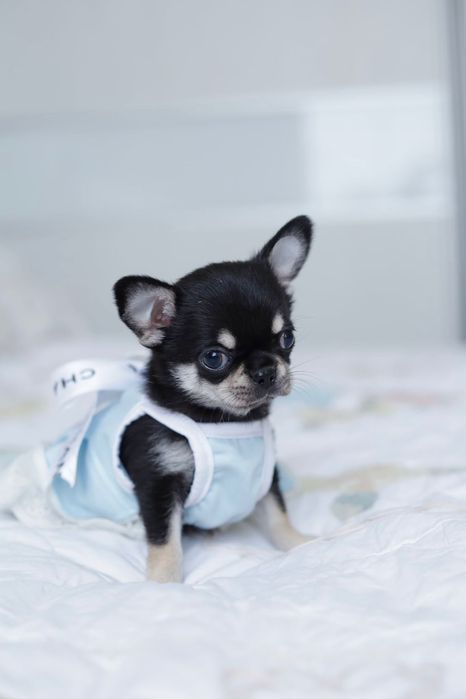 Chihuahua FCI dziewczynka