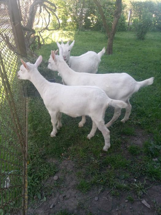 Продаються зааненські молоді козочки