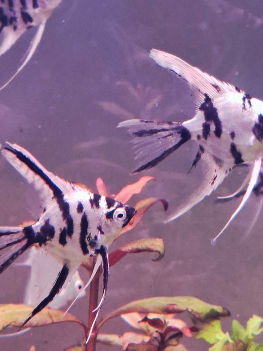 Skalar marmur oraz inne odmiany - sklep AKWAREKS