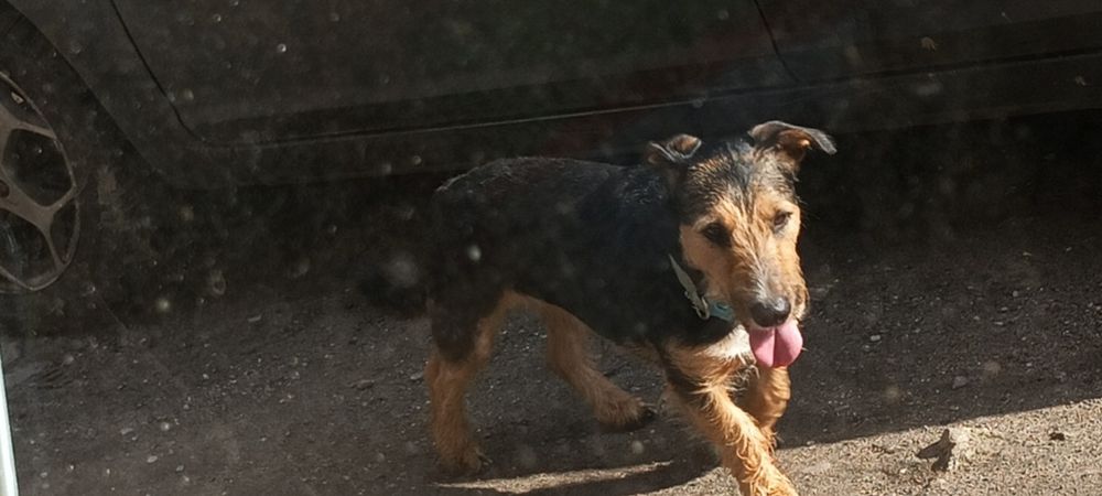 Pies myśliwski do oddania w dobre ręce