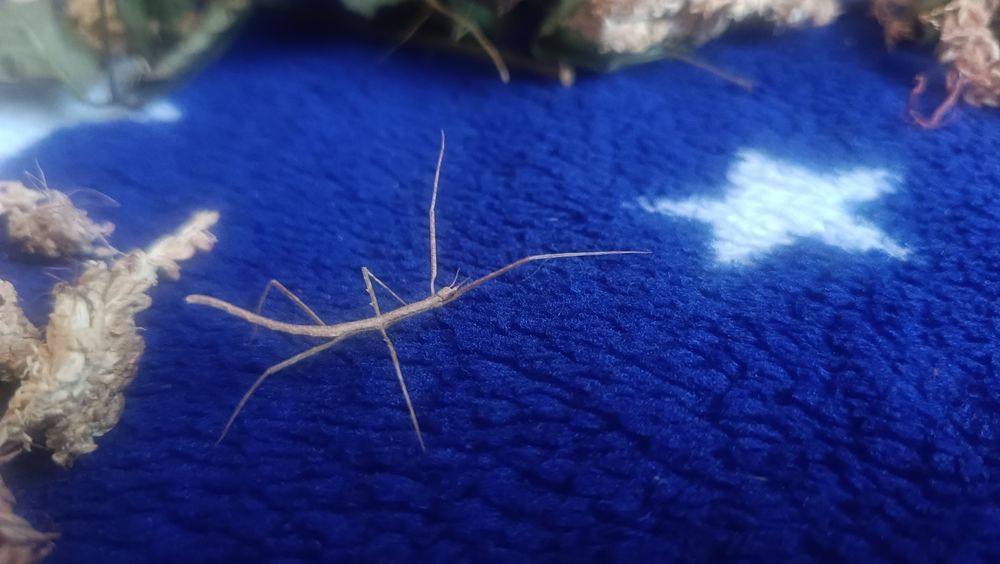 Oddam pilnie małe patyczaki nie wysyłam