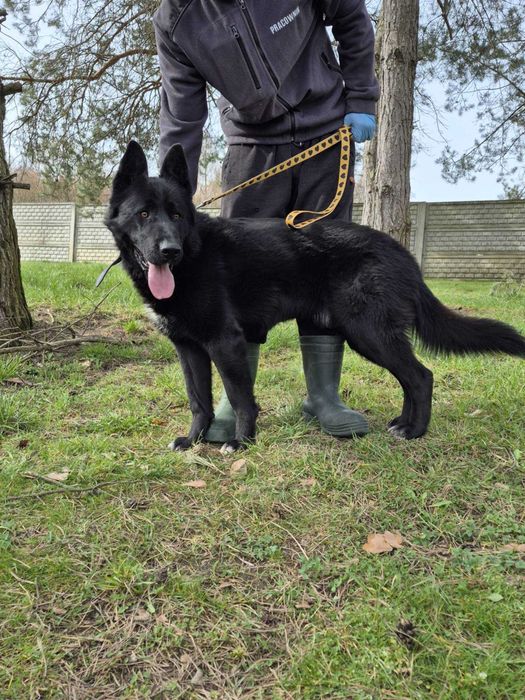 Hochland, ON do adopcji