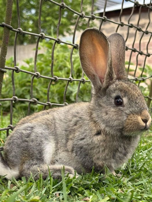 Młode króliki król króle