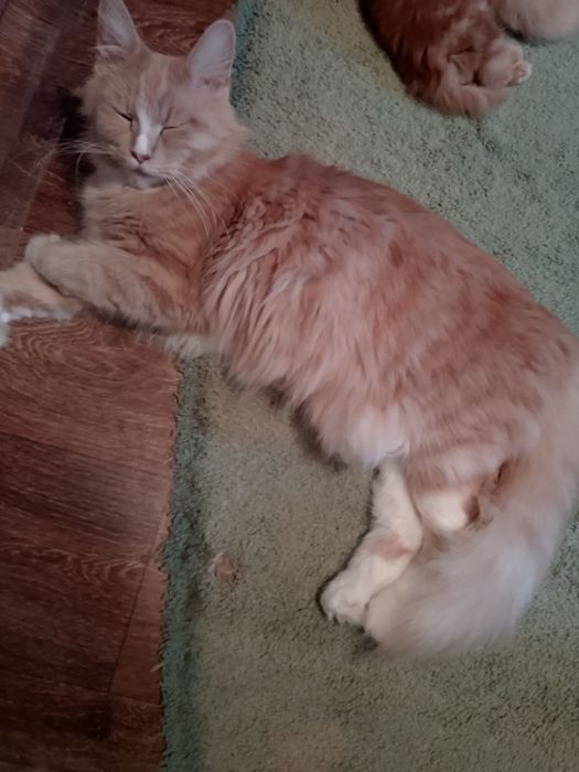 Шикарные пацаны мейнкуны