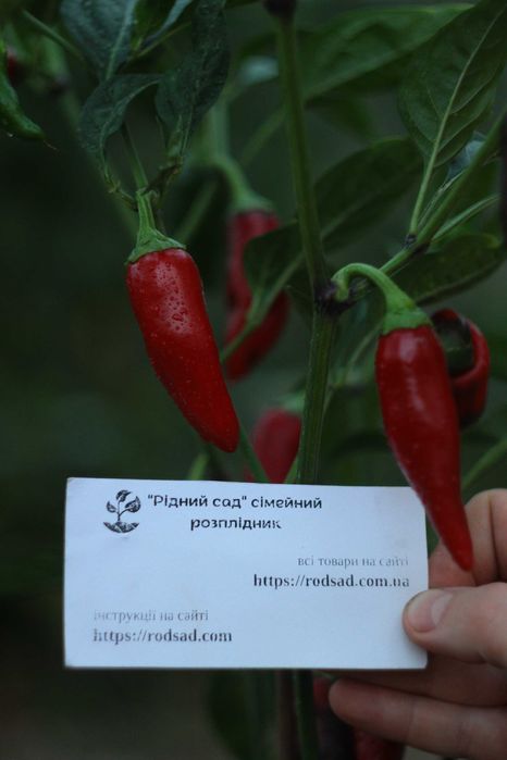 Перець гострий насіння (24 сорти) семена суперхотов острый гіркий