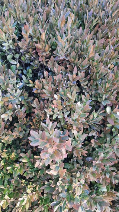 Dwa krzewy Bukszpany