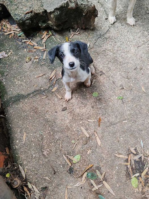 Linda canídea, será doada a quem tiver condições e gostar dela