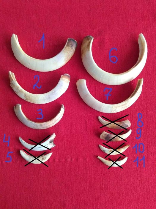 Икла клыки вепр дикая свинья . Ікла кабан вепръ