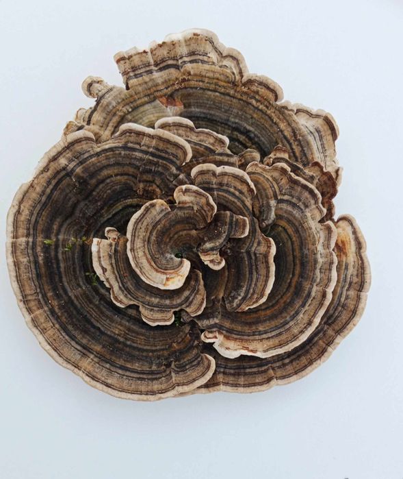 Wrośniak różnobarwny Trametes versicolor suszony 50 gram