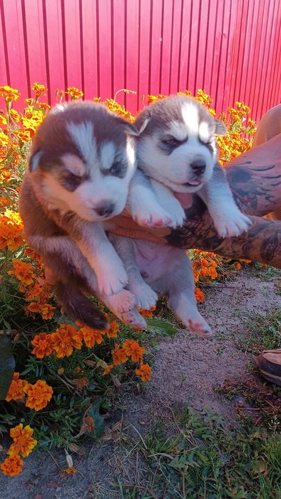 Малючки: продам .