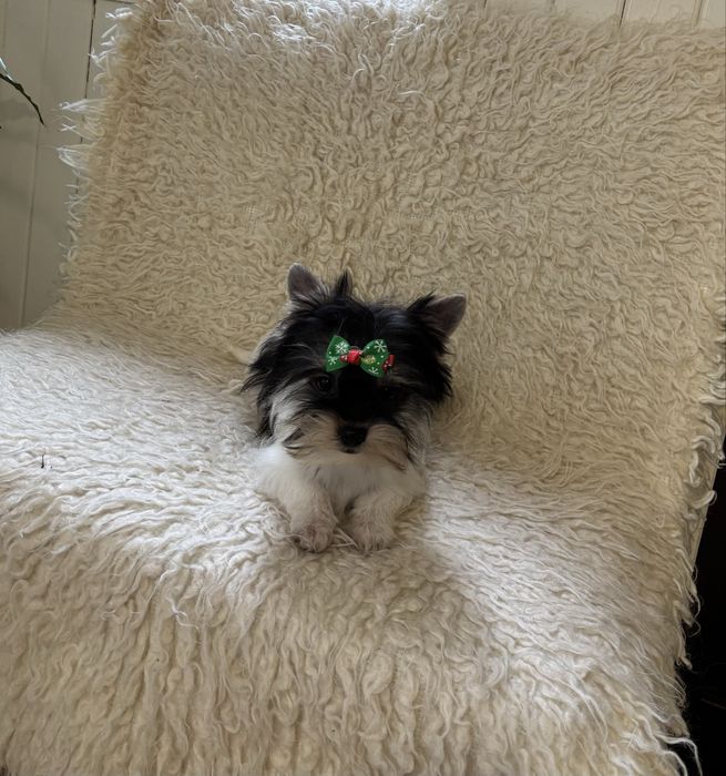 Piękna mini sunia biewer