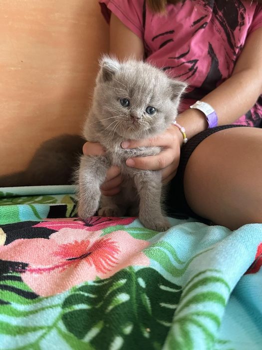 Британские котята