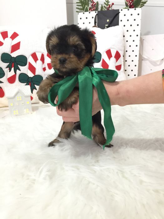 VIP Йорки — Це не просто цуценята  це любов у формі собаки