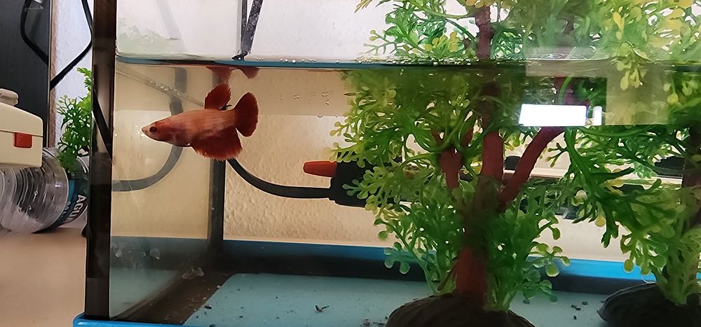 Bettas Fêmeas ...