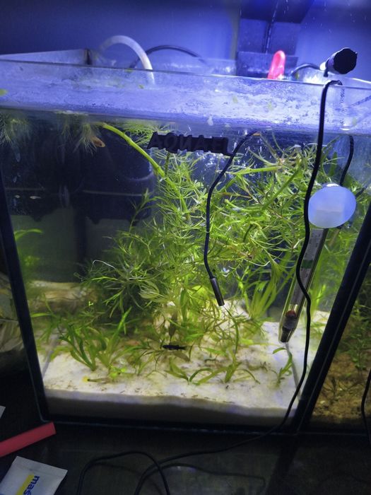 Akwarium 10l Aquael filtr grzałka