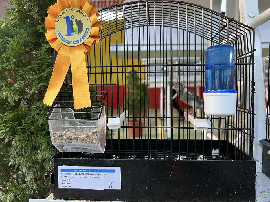 Canários de várias raças