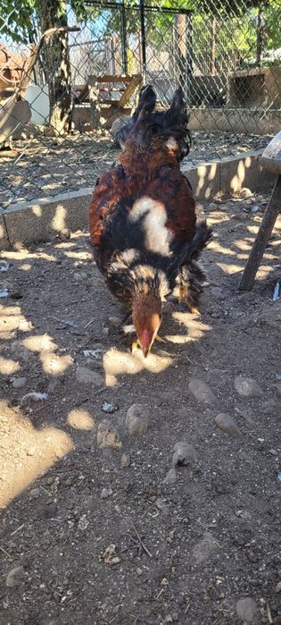 Machos Brawma perdiz