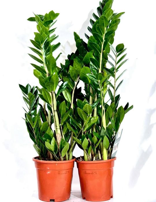 Заміокулькаси в Києві, великий вибір