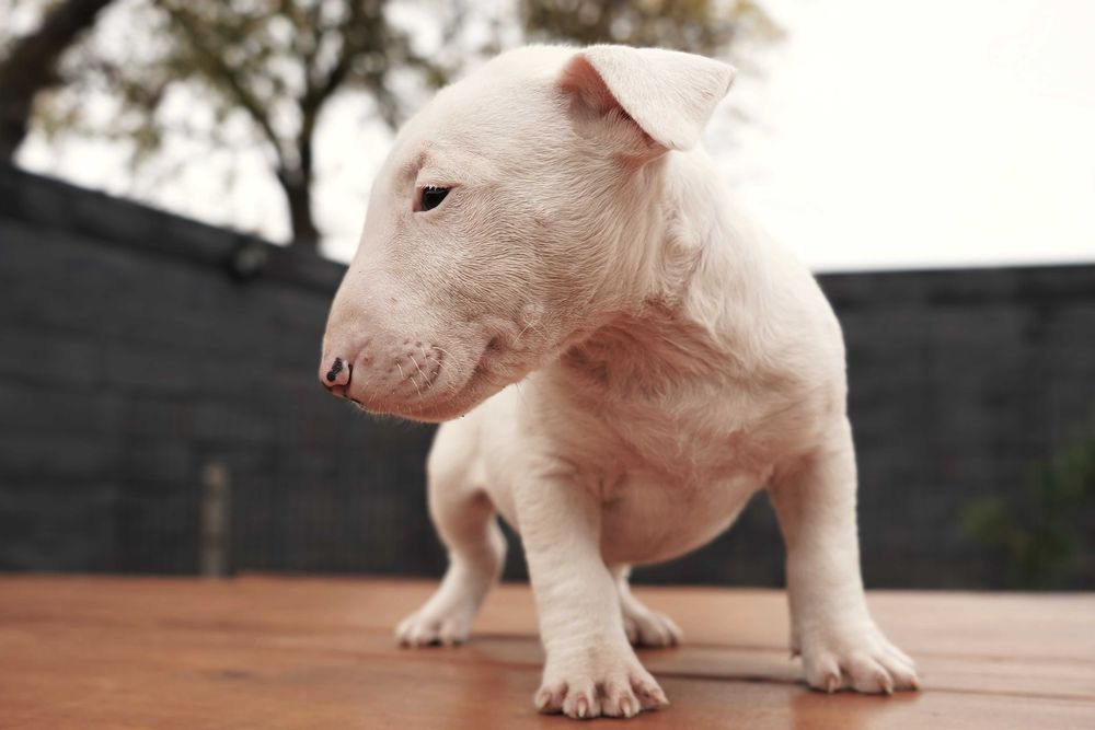 GOTOWY samiec bulterier standard SOLID WHITE BULLTERRIER bull terrier