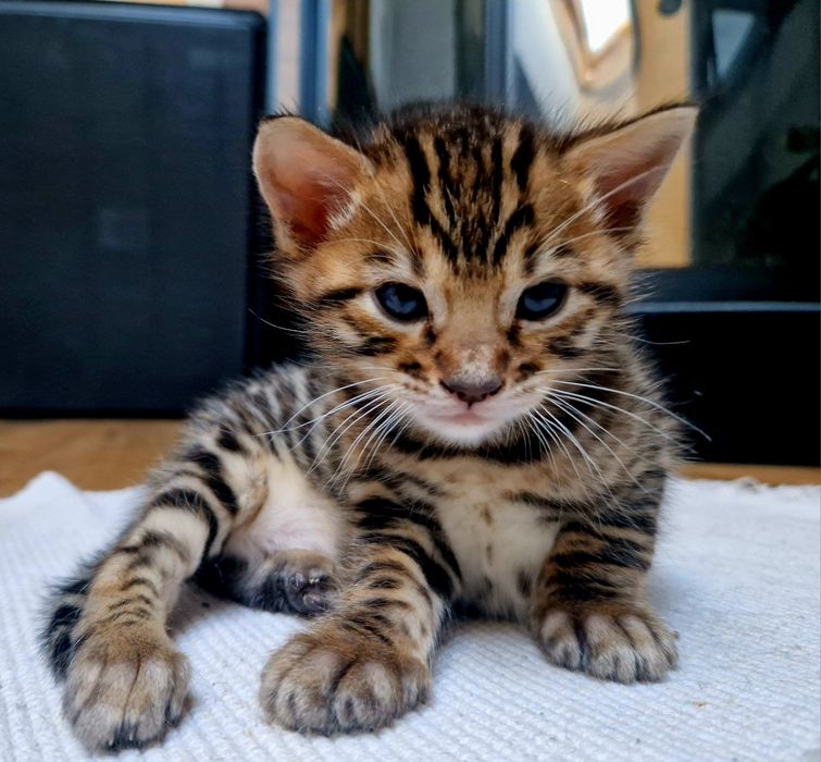 Kocurek Bengalski FPL FIFe hodowla Glitter Glamour*PL