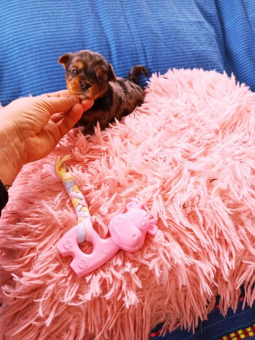 Piękna suczka York merle miniaturka Yorkshire Terrier blueberry