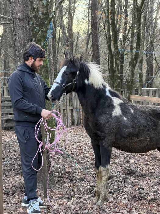 Poldro Malhado Inteiro