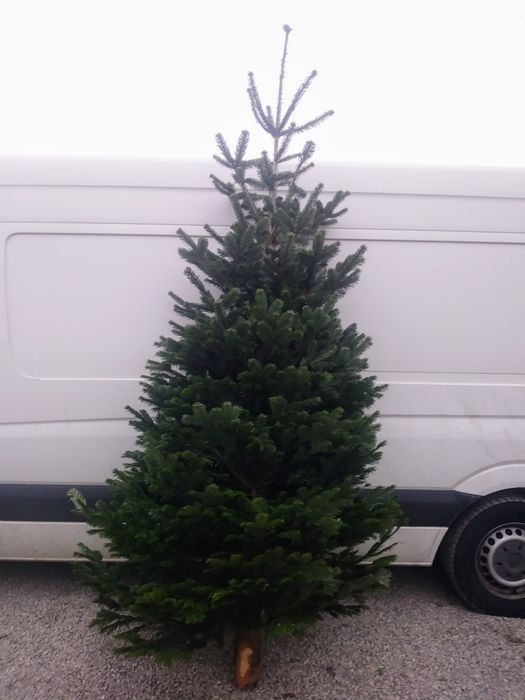 CHOINKI_ jodła kaukaska_swierk srebrny i pospolity_ciete i w donicy