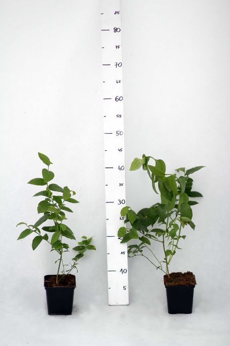 Sadzonki borówki | Borówka amerykańska | 2-letnia | certyfikat CAC |P9