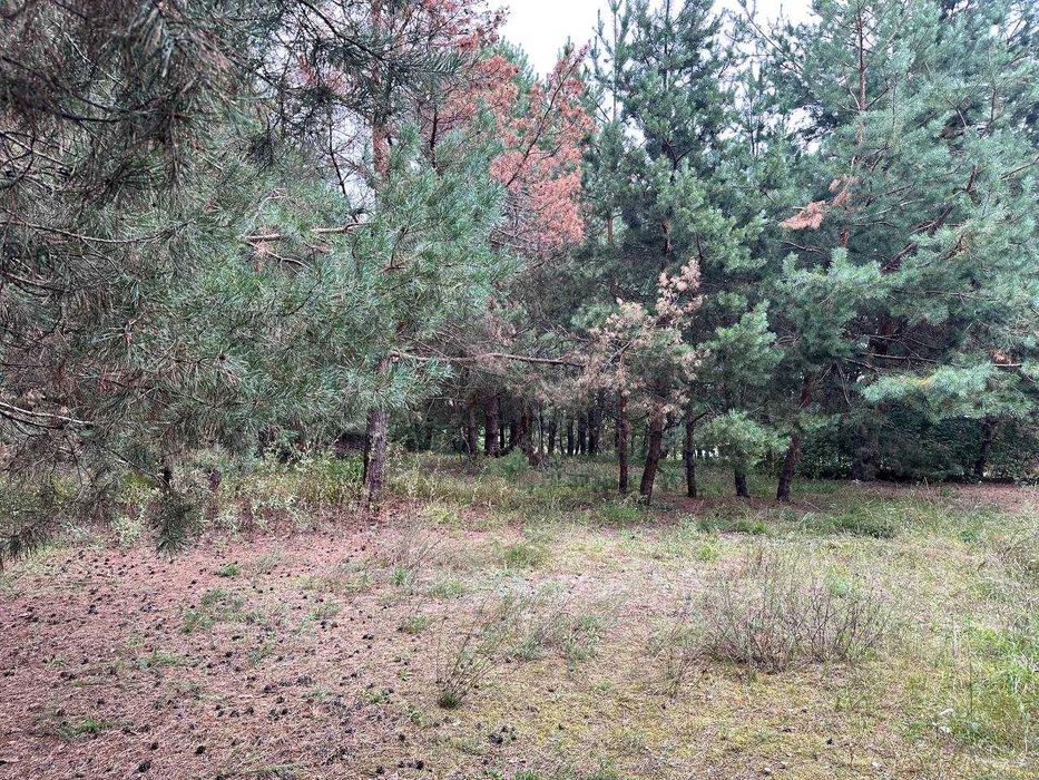 Земельна ділянка 3га с. Дзвінкове Васильківський р-н
