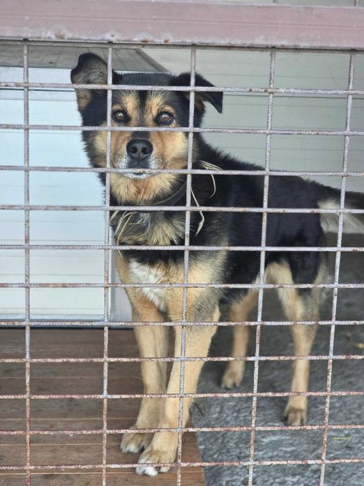 Mstów /Siedlec znaleziono psa!