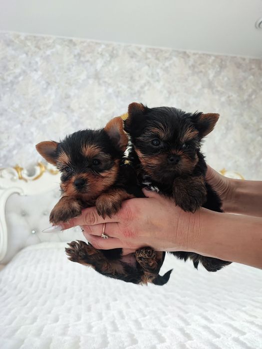 Забавные куклята