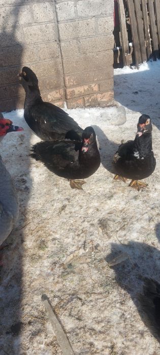 Пухові півники, мускусні качки, качурі