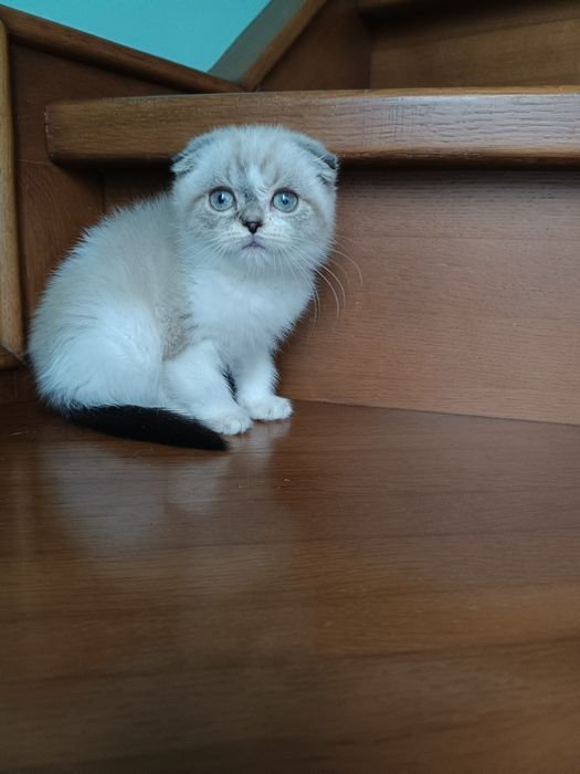 Породные шотландские котята, не вЕслоухие,а действительно вИслоухие!