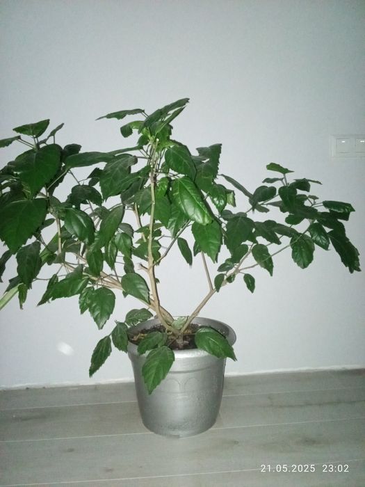 Продаю розу Гібіскус кімнатний